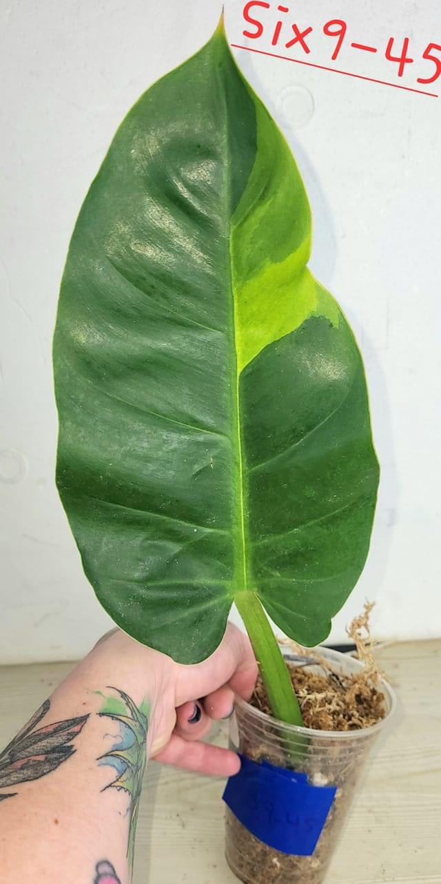 Philodendron Ruaysap Variegated